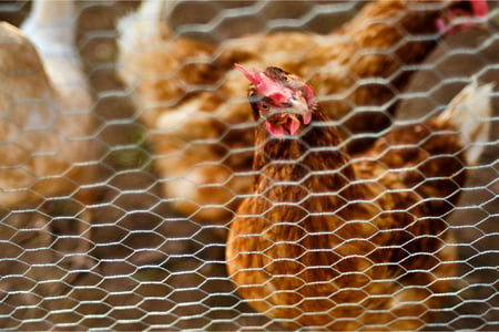 Construye un gallinero con materiales sustentables para proteger a tus aves 01-100