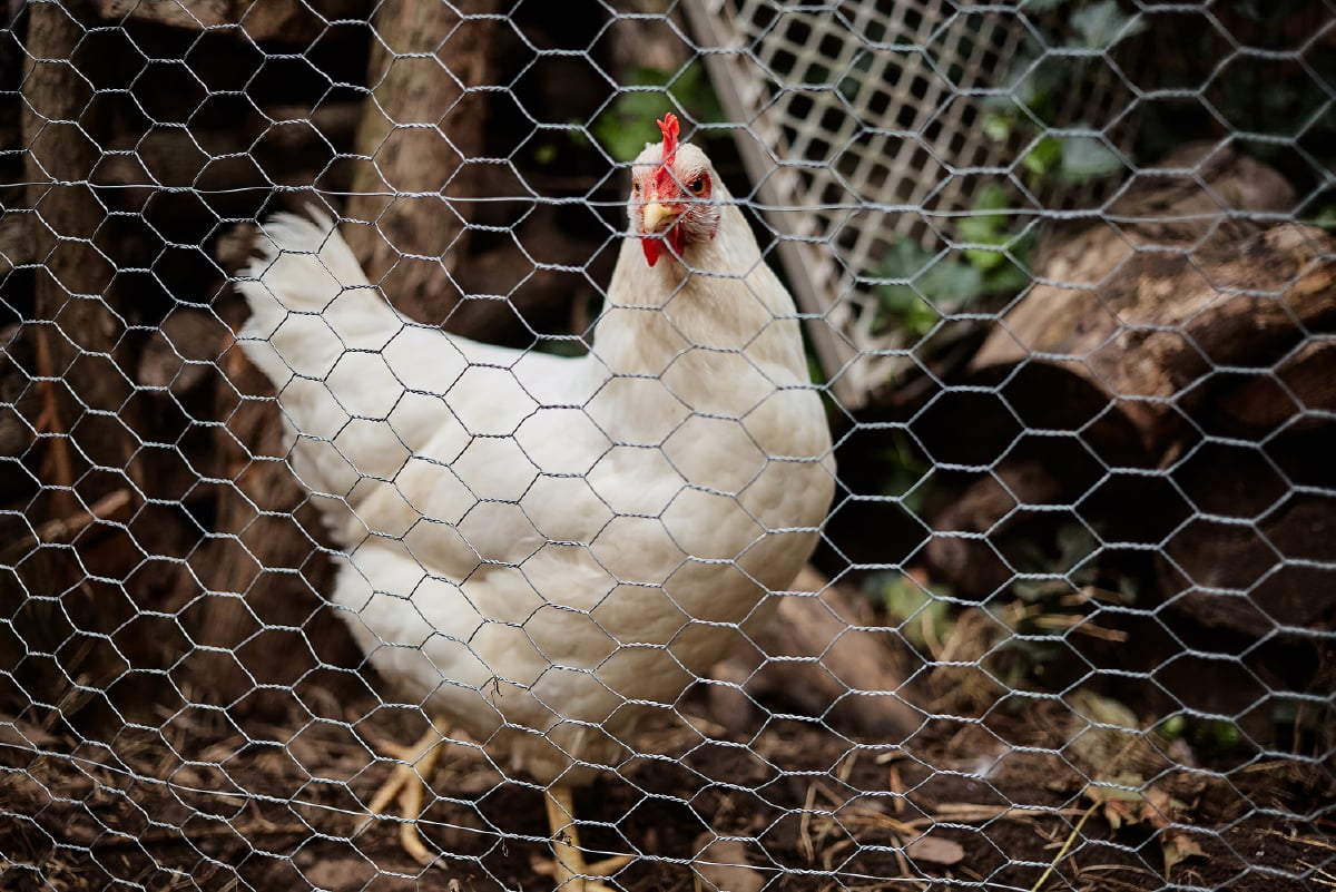Construye un gallinero con materiales sustentables para proteger a tus aves 02-100