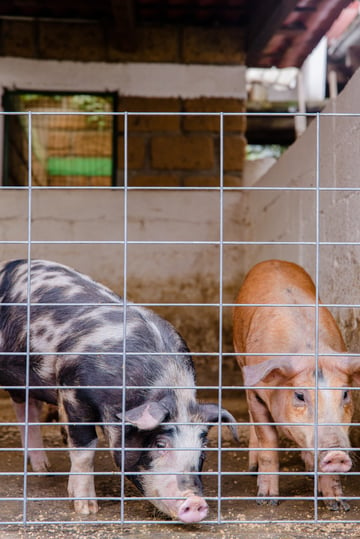 Panel porcícola en granja de cerdos