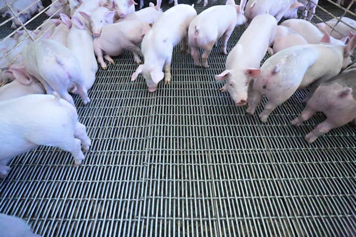 ¿Cómo incrementar la producción y productividad en granjas porcinas?