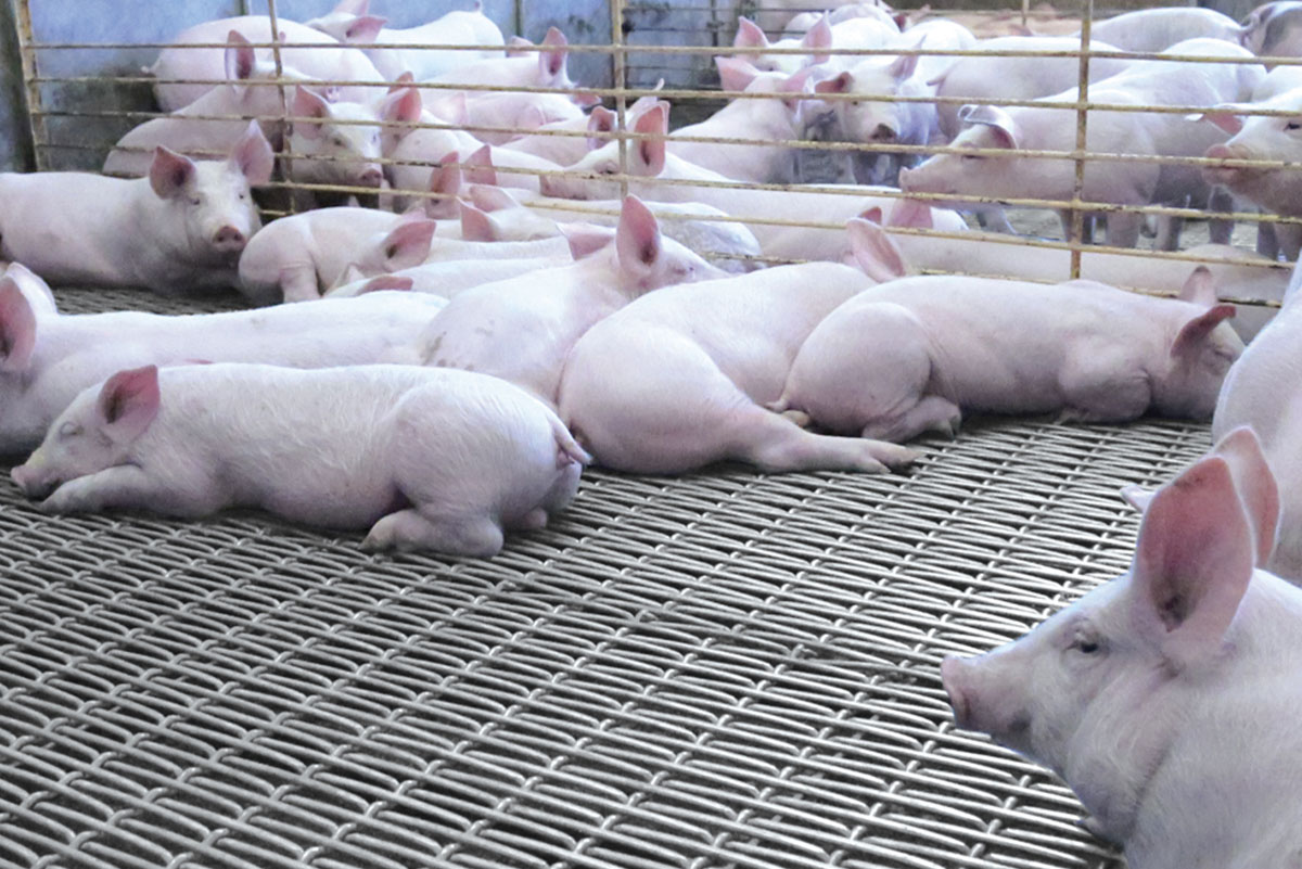 Cómo obtener los mejores beneficios de los pisos y paneles porcícolas en las granjas de cerdos