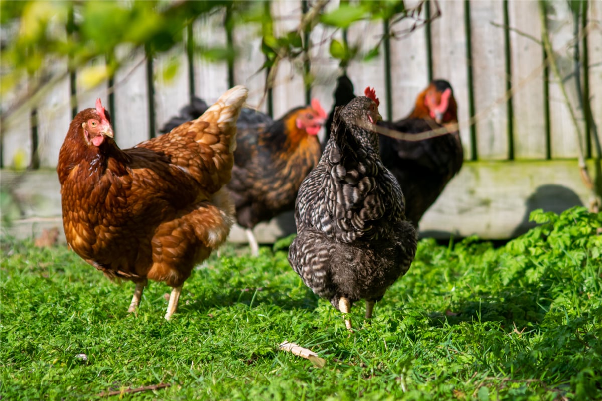 Construye un gallinero con materiales sustentables para proteger a tus aves