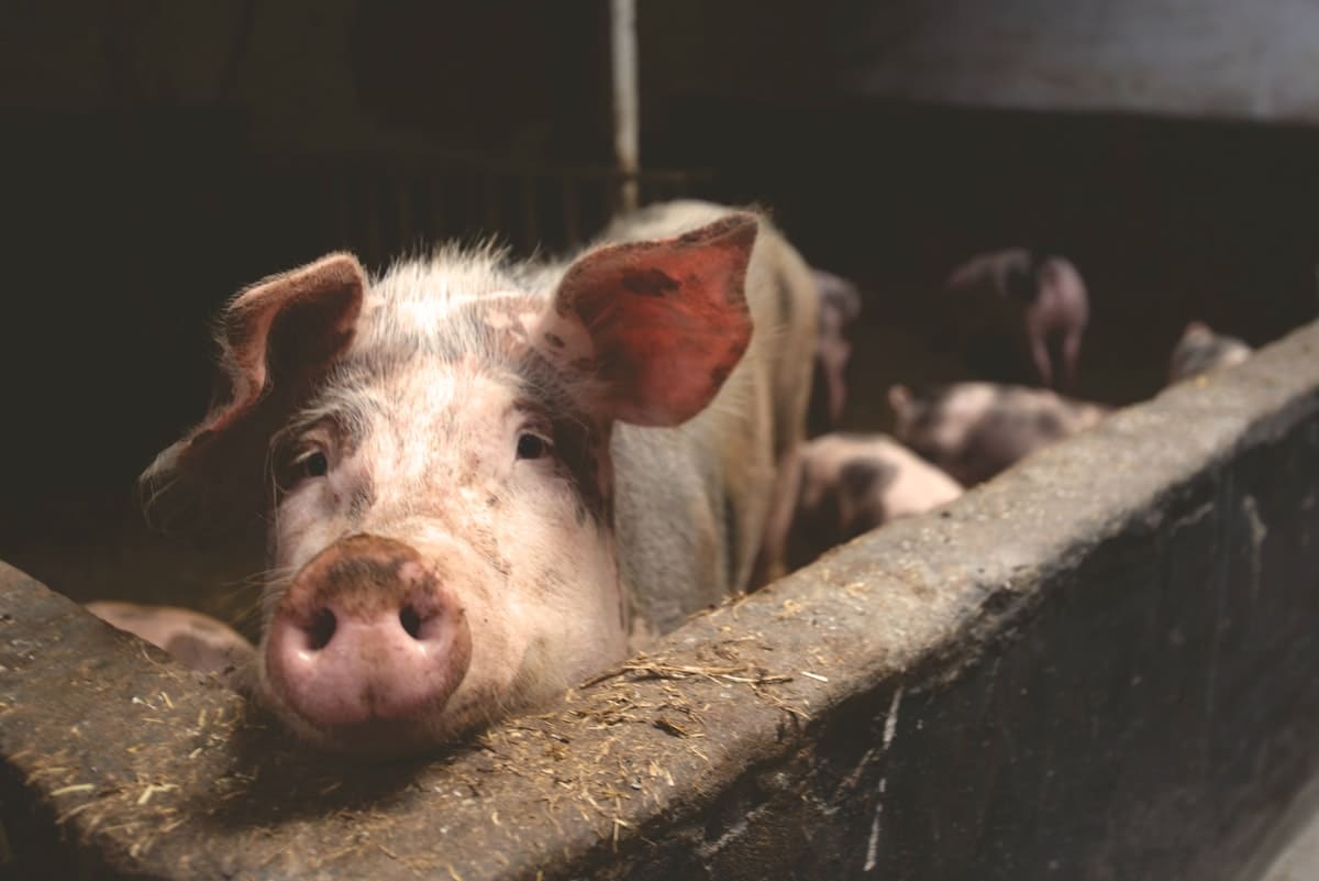 Enfermedades comunes en los cerdos y cómo prevenirlas